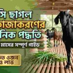 খাসি ছাগল মোটাতাজাকরণ পদ্ধতি
