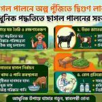ছাগল পালনে অল্প পুঁজিতে দ্বিগুণ লাভ